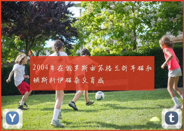 2004年在俄罗斯由苏格兰折耳猫和顿斯科伊猫杂交育成